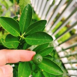 カラマンシー（四季柑）を買ってみた