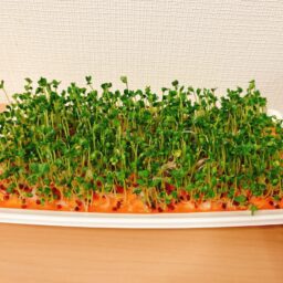 ブロッコリースプラウト初収穫🌱