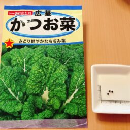 【トーホク】広茎かつお菜の情報