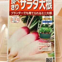 【サカタ】サラダ大根（あやめっ娘）の情報