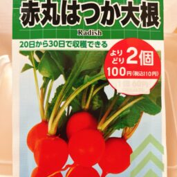 【ダイソー】赤丸はつか大根の情報