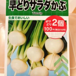 ●早どりサラダかぶ（つやひめ）の水耕栽培記録
