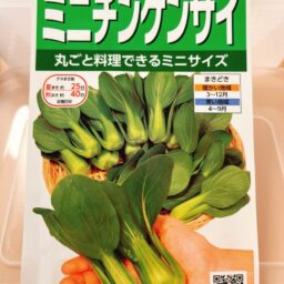 【サカタ】ミニチンゲンサイ（シャオパオ）の情報