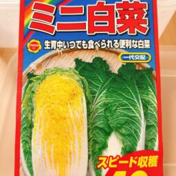 【アタリヤ】ミニ白菜（娃々菜）の情報