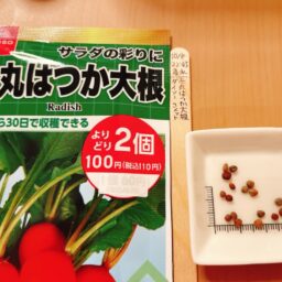 ●赤丸はつか大根（コメット）の栽培記録①