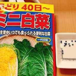 ミニ白菜の栽培記録