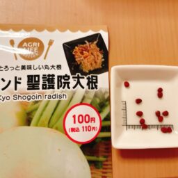 聖護院大根の水耕栽培記録