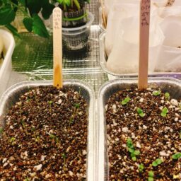 チマサンチュの水耕栽培記録