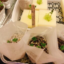 サラダ大根（あやめっ娘）の水耕栽培記録