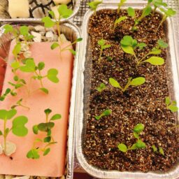 ベビーリーフの水耕栽培記録