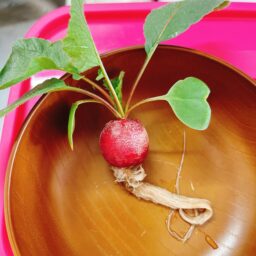 ●赤丸二十日大根（コメット）の栽培記録②