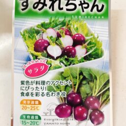二十日大根（すみれちゃん）の水耕栽培記録