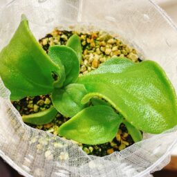 アイスプラントの水耕栽培記録